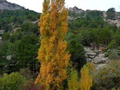 La Pedriza - Collado del Cabrón - Charca Verde - Viaje otoño, octubre_excursiones de senderismo:se